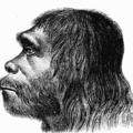 Neandervölgyi genom