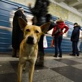 Tudatosan metróznak a kóbor kutyák Moszkvában