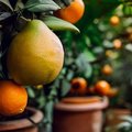Narancs és citrusfélék nevelése házilag, télikertben