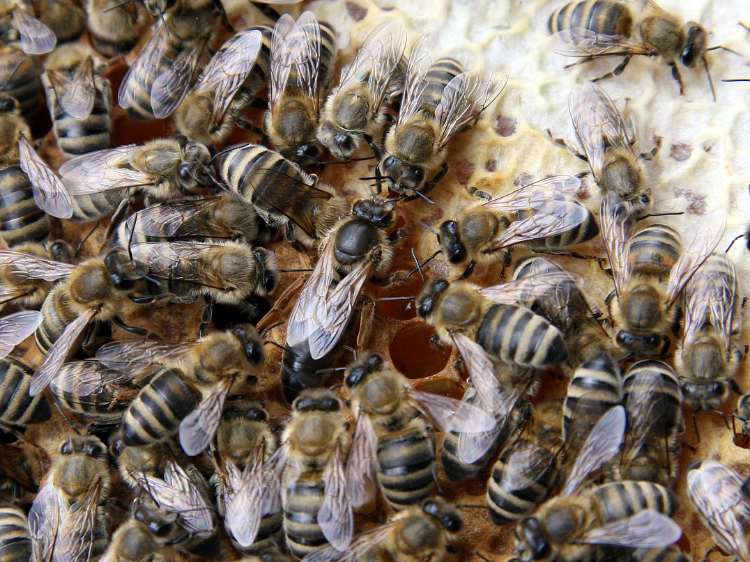 bienenkoenigin3.jpg