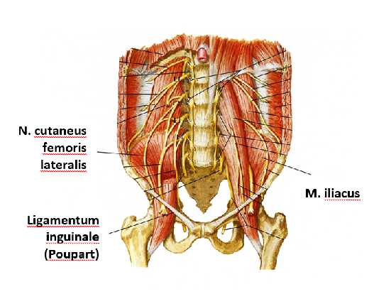 gerinces_meralgia1_blog.jpg