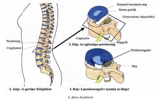 gerinces_porckorong_anatomia_blog.jpg