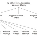 Az élőlények rendszerezése: gerinces állatok