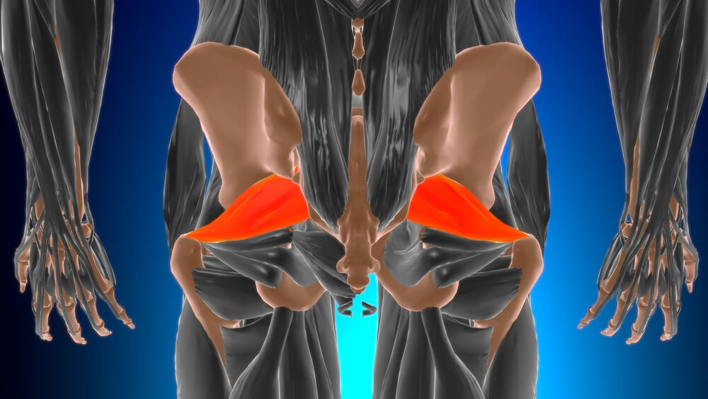 piriformis.jpg