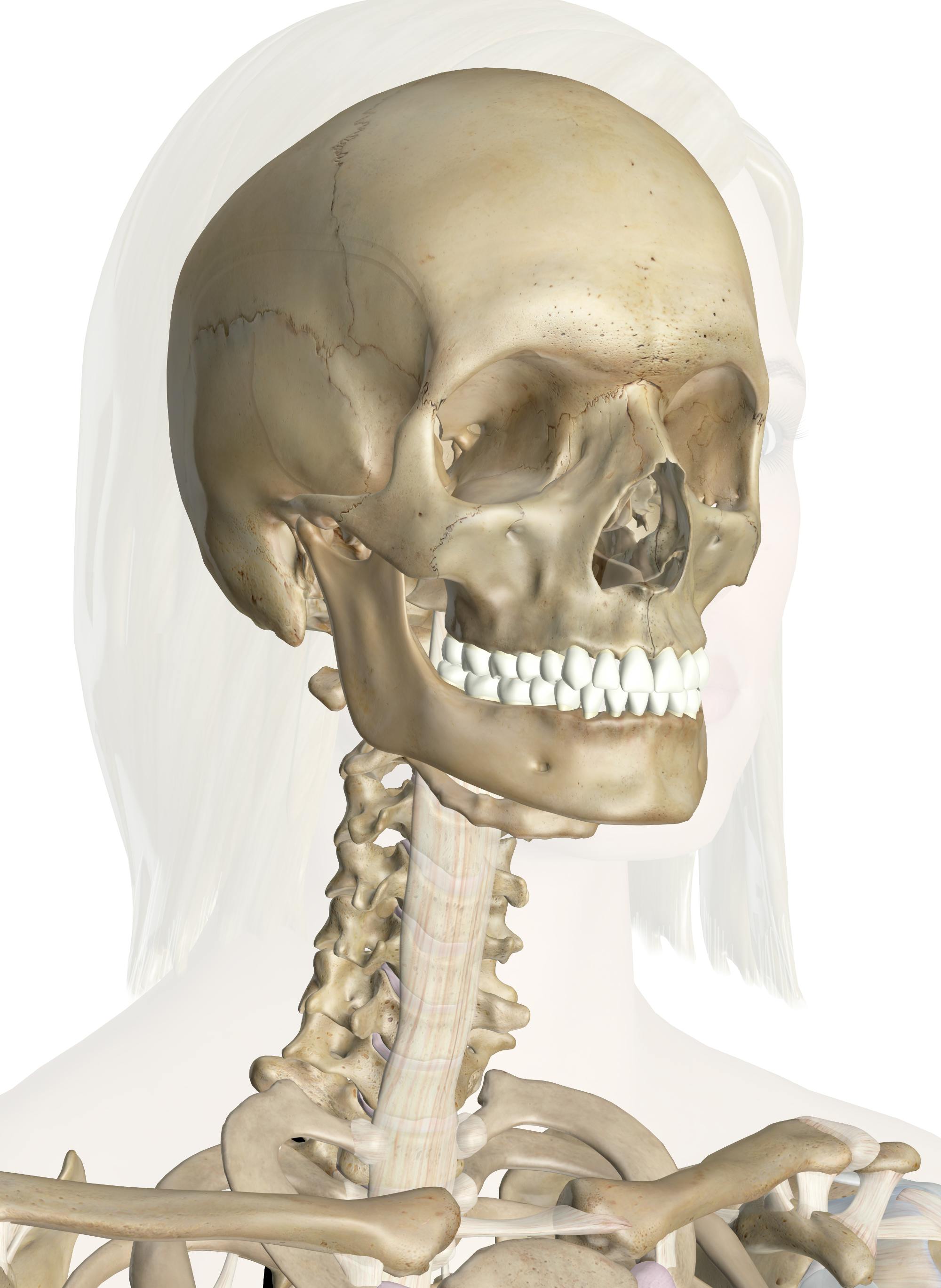 skull2.jpeg