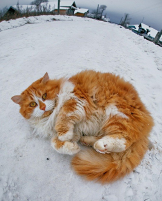 Snow-kitty.jpg