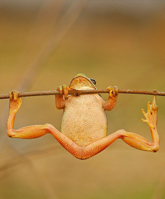Stretchy-Toad.jpg