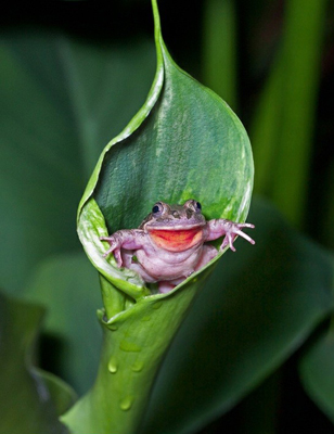 Surprise-toad.jpg