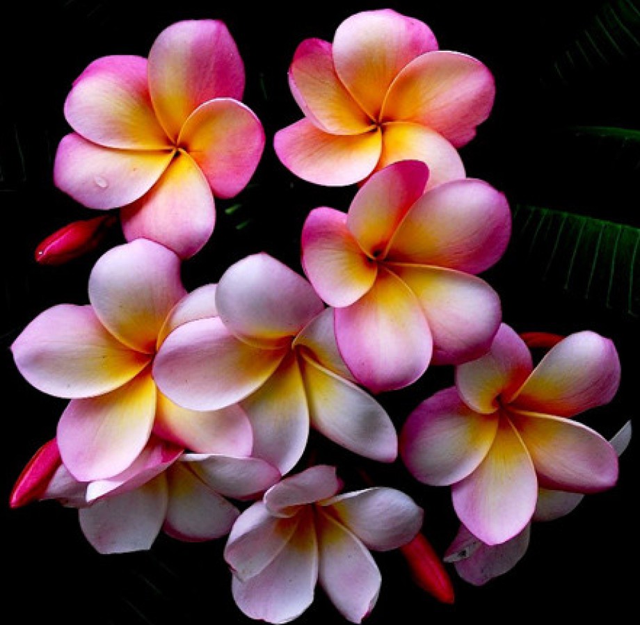 cropped-beautiful-flower.jpg