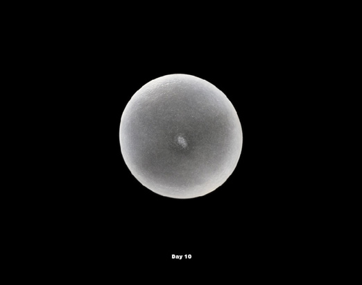 embryo1.jpg