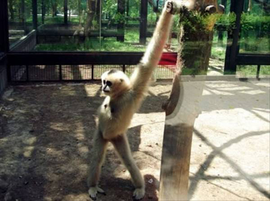 monkey-pose-1091.jpg