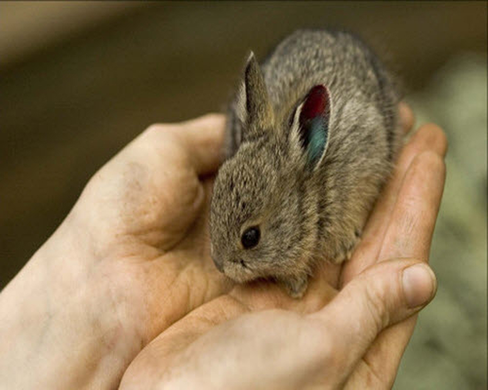 pygmyrabbit.jpg