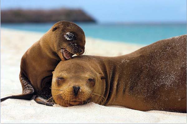 sealion-mommy-and-baby-by-verysherry_photoss.jpg