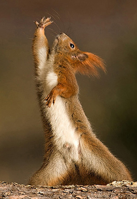 squirrel-posing-30111.jpg