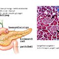 A hasnyálmirigy hormontermelése