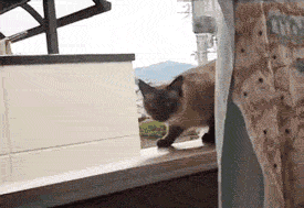 macsek.gif