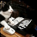 cica gif junkie