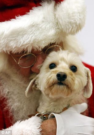 dog_santa.jpg