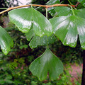 Tea készítése ginkgo bilobából