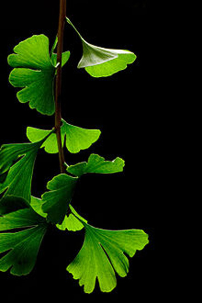 ginkgo10.jpg