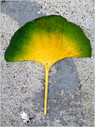 ginkgo53.jpg