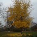 A Ginkgo biloba története