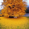 A ginkgo biloba