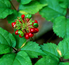 ginseng_8.jpg