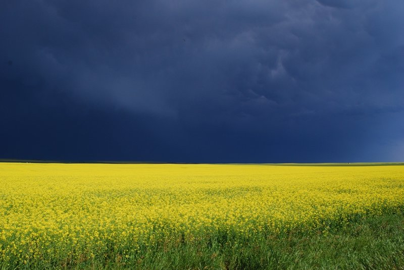 large_canola_storm_2_sm.jpg