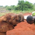 Árva kiselefántok paradicsoma a kenyai vadonban
