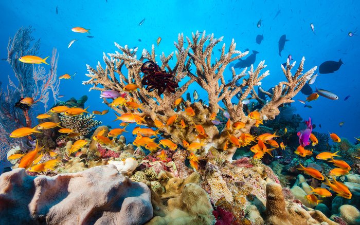 Ötször fenyegette eltűnés a Nagy Korallzátonyt az elmúlt 30 ezer évben