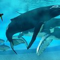 A bálnák éneke forradalom, amely áthatol az óceánon