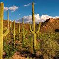 A felmelegedés miatt a kaktuszok is eltűnhetnek
