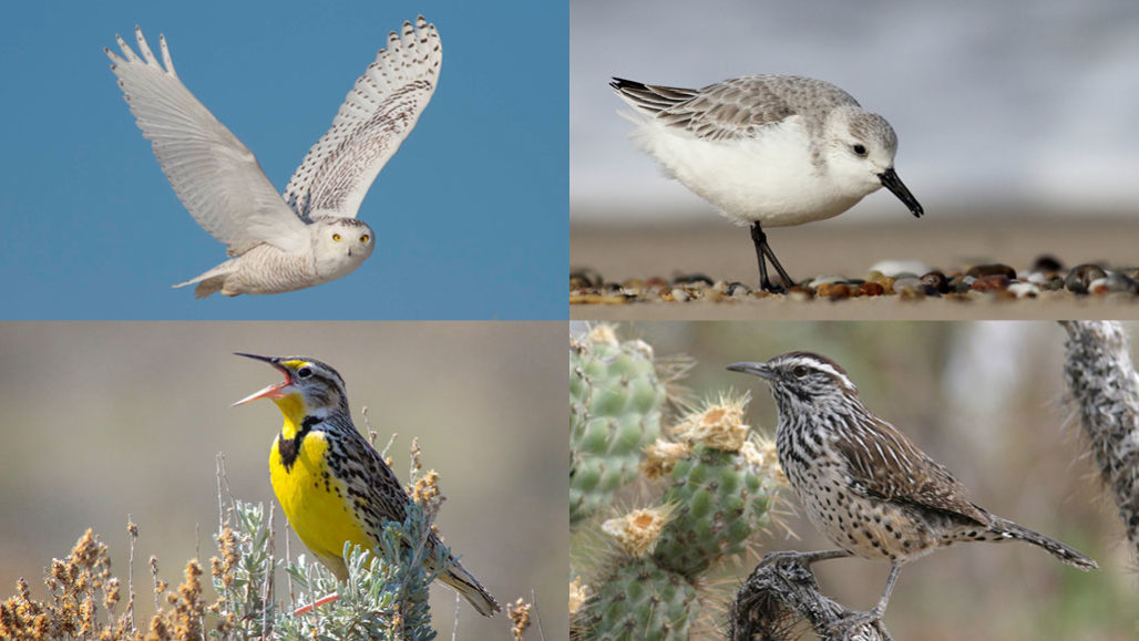 Három milliárd madár tűnt el Észak-Amerikában 48 év alatt