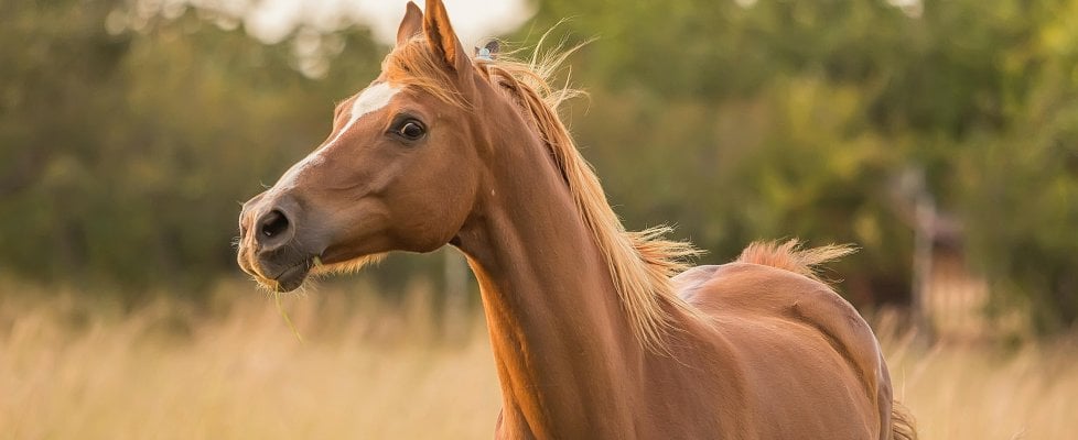 A lovak fényképről is felismerik gazdájukat