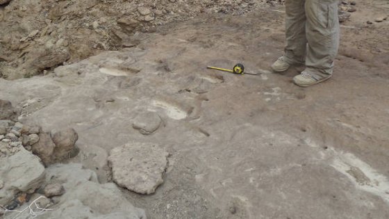 Megtalálták a Homo Erectus első nyomait