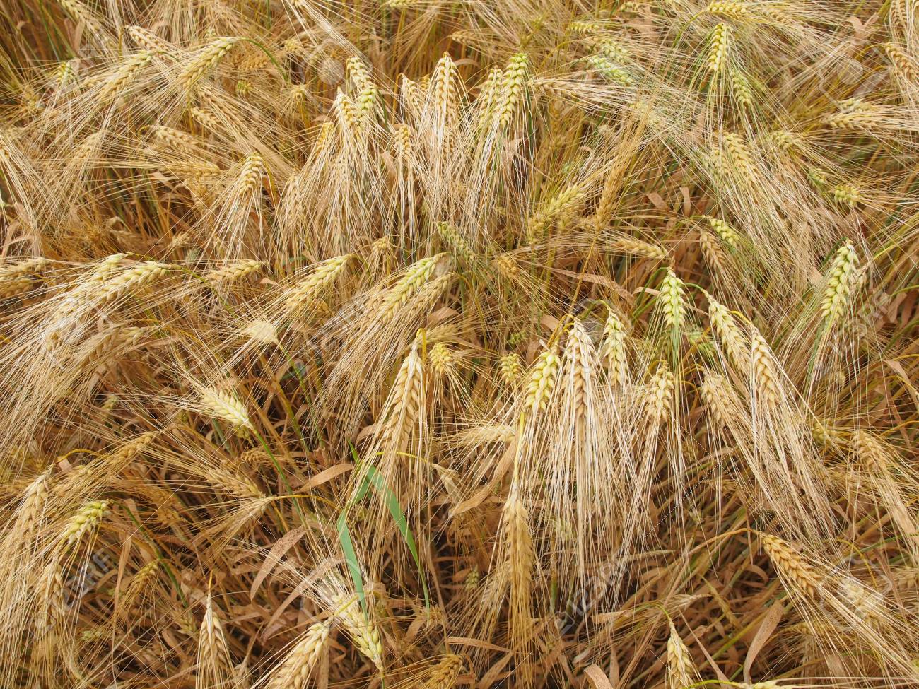 29404784-a-barley-corn-field-in-germany-europe.jpg