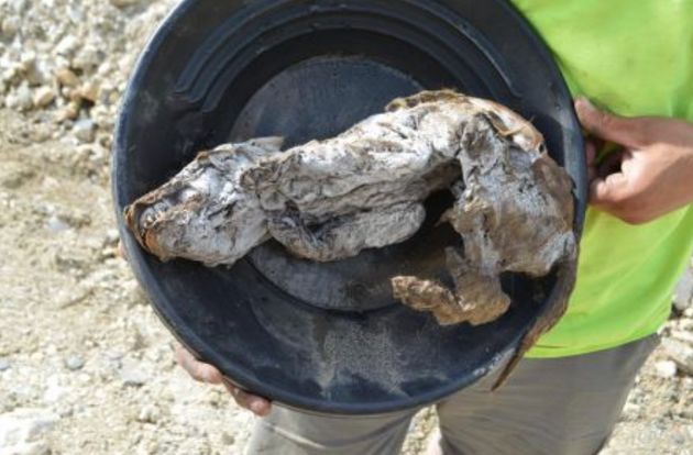 57 ezer éves farkasmúmiát találtak a permafrosztban