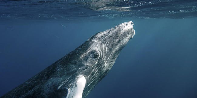 A bálnák a zajban nem énekelnek