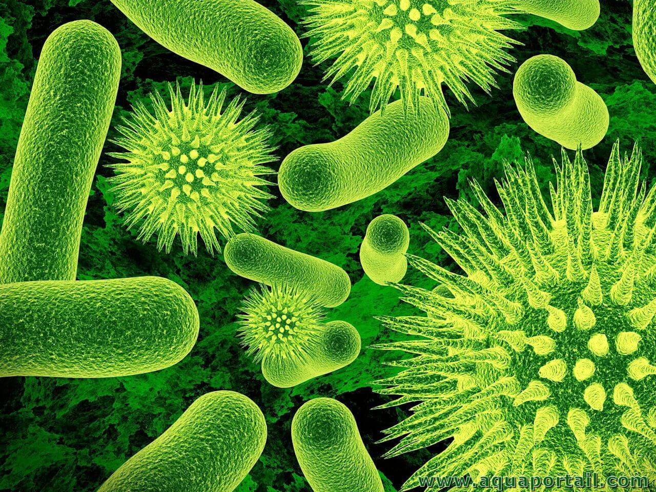 bacteria-bacteries-virus.jpg