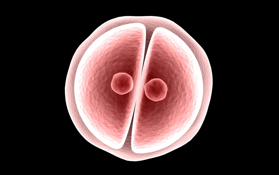 embryo.png