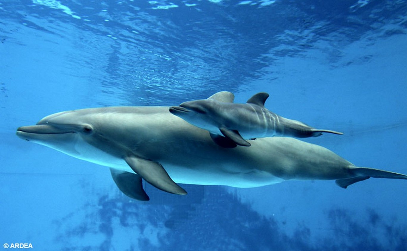 A szabadon élő delfinek betegebbek, mint a rabságban levők