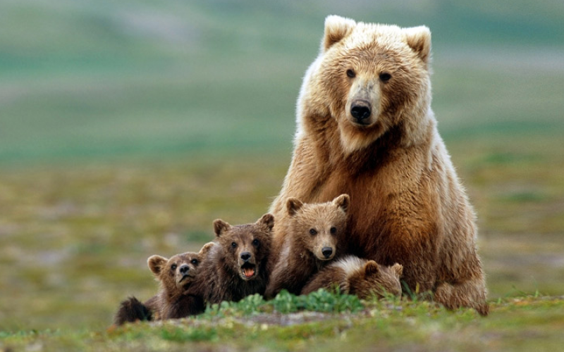 Bíróság elé kerül a yellowstone-i medvék sorsa