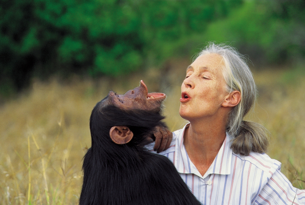 Mire tanítanak bennünket a csimpánzok?