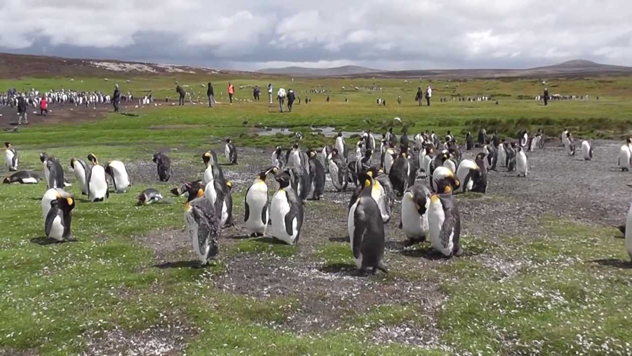 Növekszik a turistaforgalom a Falkland-szigeteken