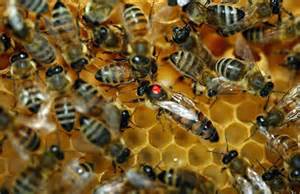 A robotok a méhektől tanulnak