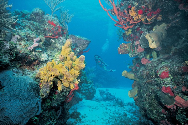 mesoamerican_barrier_reef_in_belize_thumb_2.jpg