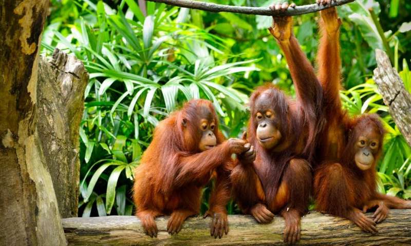 orangutansca.jpg