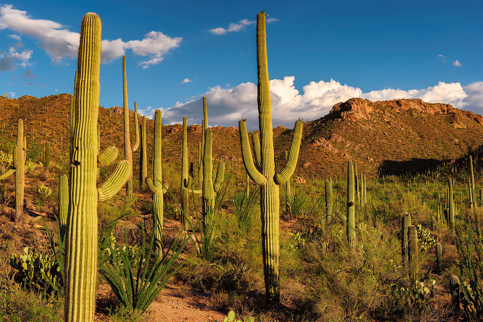A felmelegedés miatt a kaktuszok is eltűnhetnek