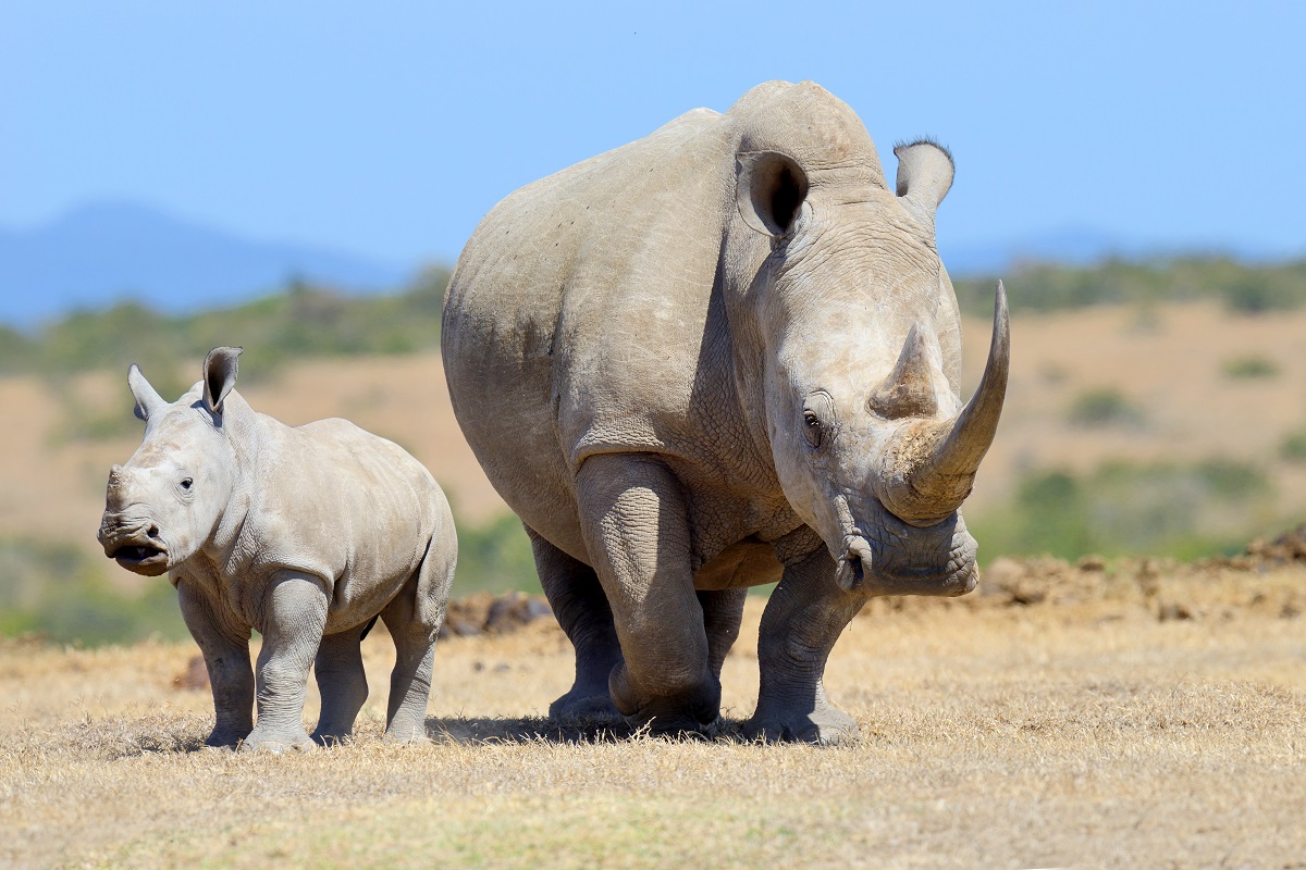 Erőfeszítések  a rinocéroszok megmentéséért